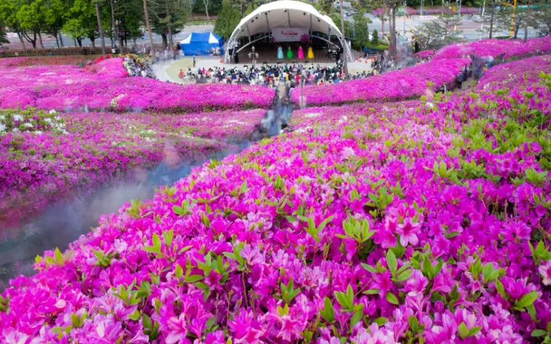 군포 철쭉축제_8