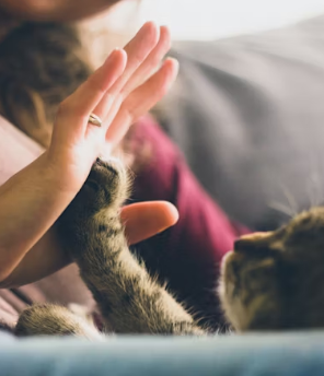 수의사 취업에 대하여 알아보기