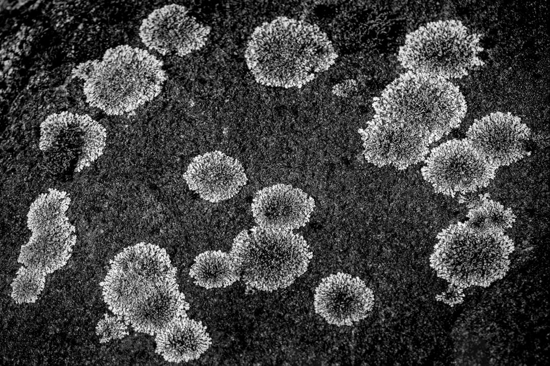 Measles