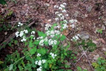 천궁 효능과 부작용 및 먹는 법