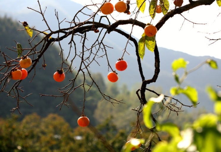 겨울 단맛 가득! 2026 곶감축제 함안·경북23일, 충북영동 30일 연다