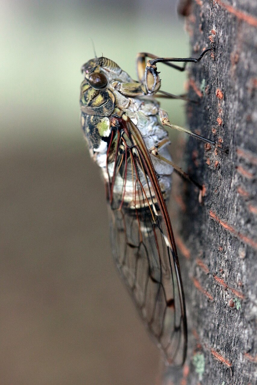 반딧불이 장수하늘소 매미 어린 시절 추억 속 곤충이 멸종위기가 된 이유