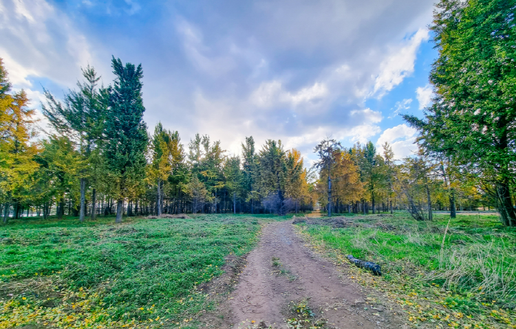 고령 은행나무숲