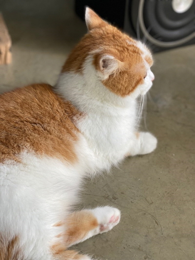 먼치킨