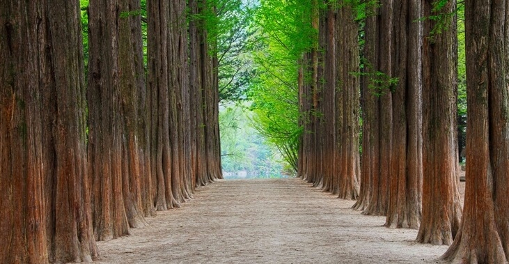 남이섬 여름 나무