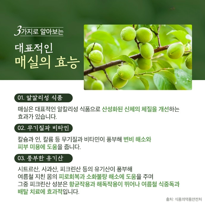 매실 흑매실 효능 매실짱아찌 매실청 만드는법