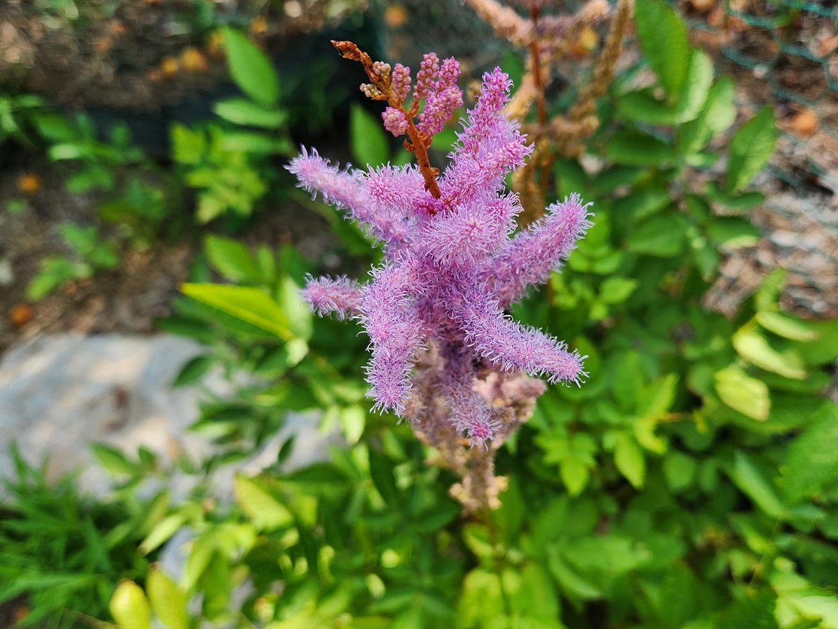 노루오줌