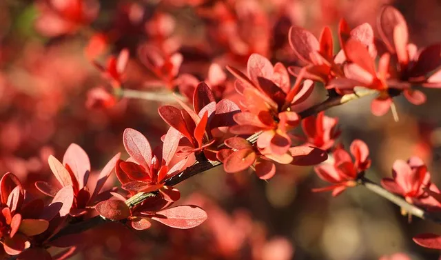 작은 원룸 식물배치 저조도선택 물주기 공간절약 아이디어_2