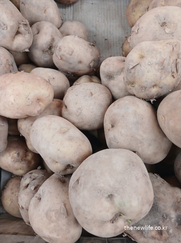 껍질이 그대로 붙은 흙 묻은 감자가 대량으로 쌓여 있는 재래시장 형태의 진열 상태