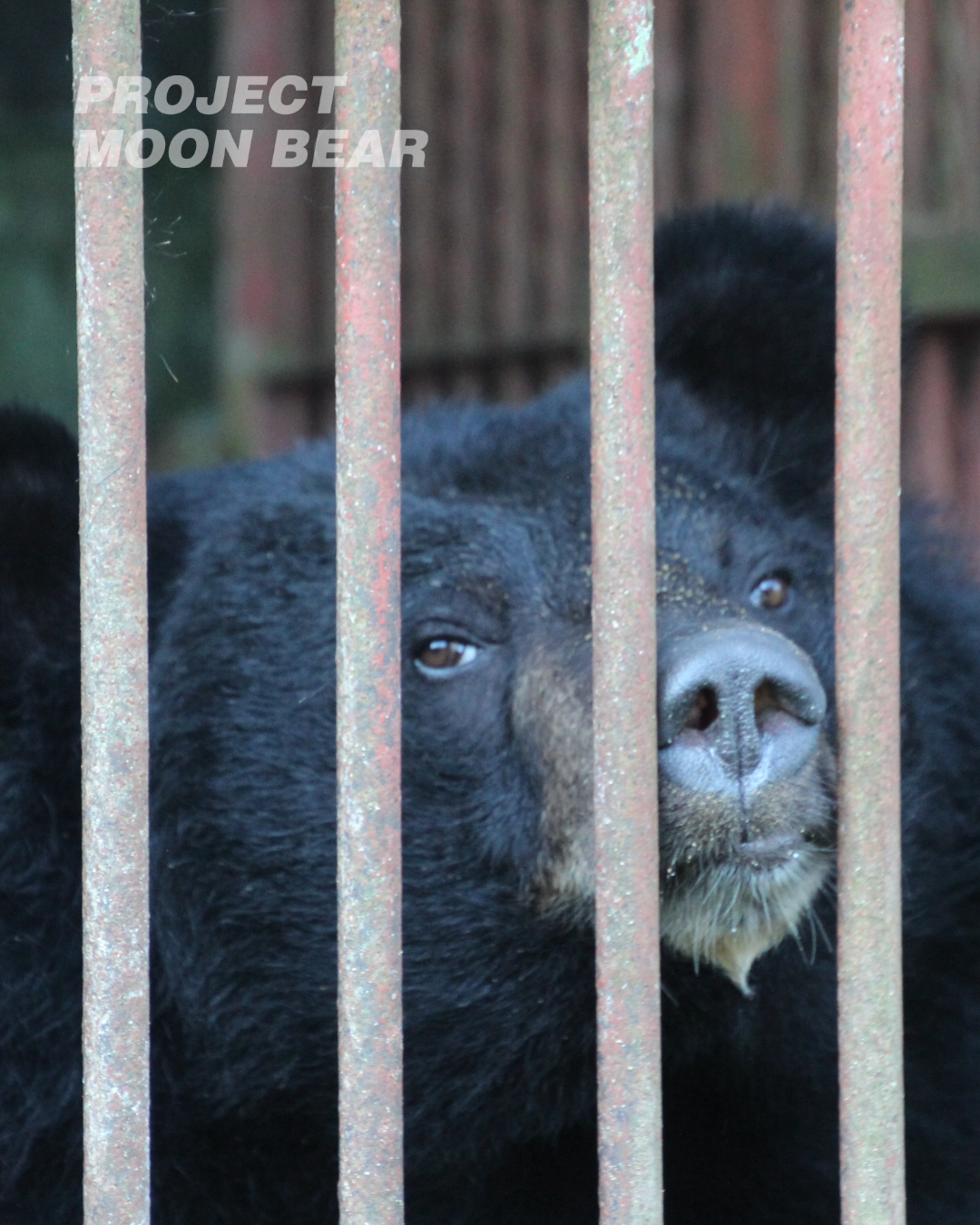 방치되어 있는 사육곰