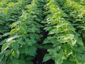 들깨 요리 레시피