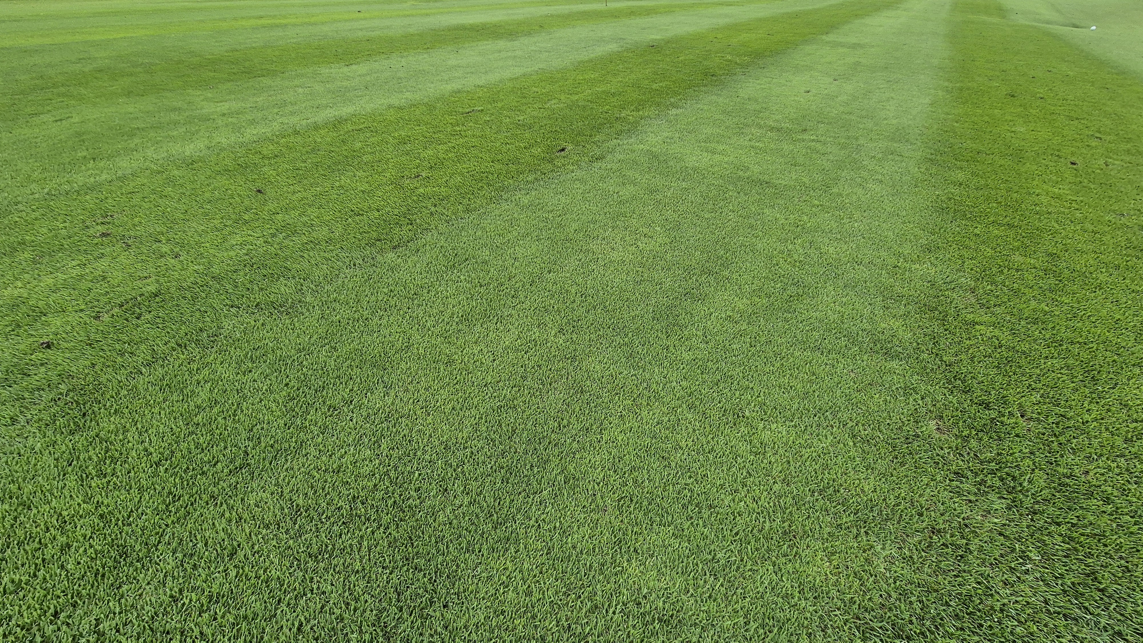 파인스톤cc 페어웨이 관리상태