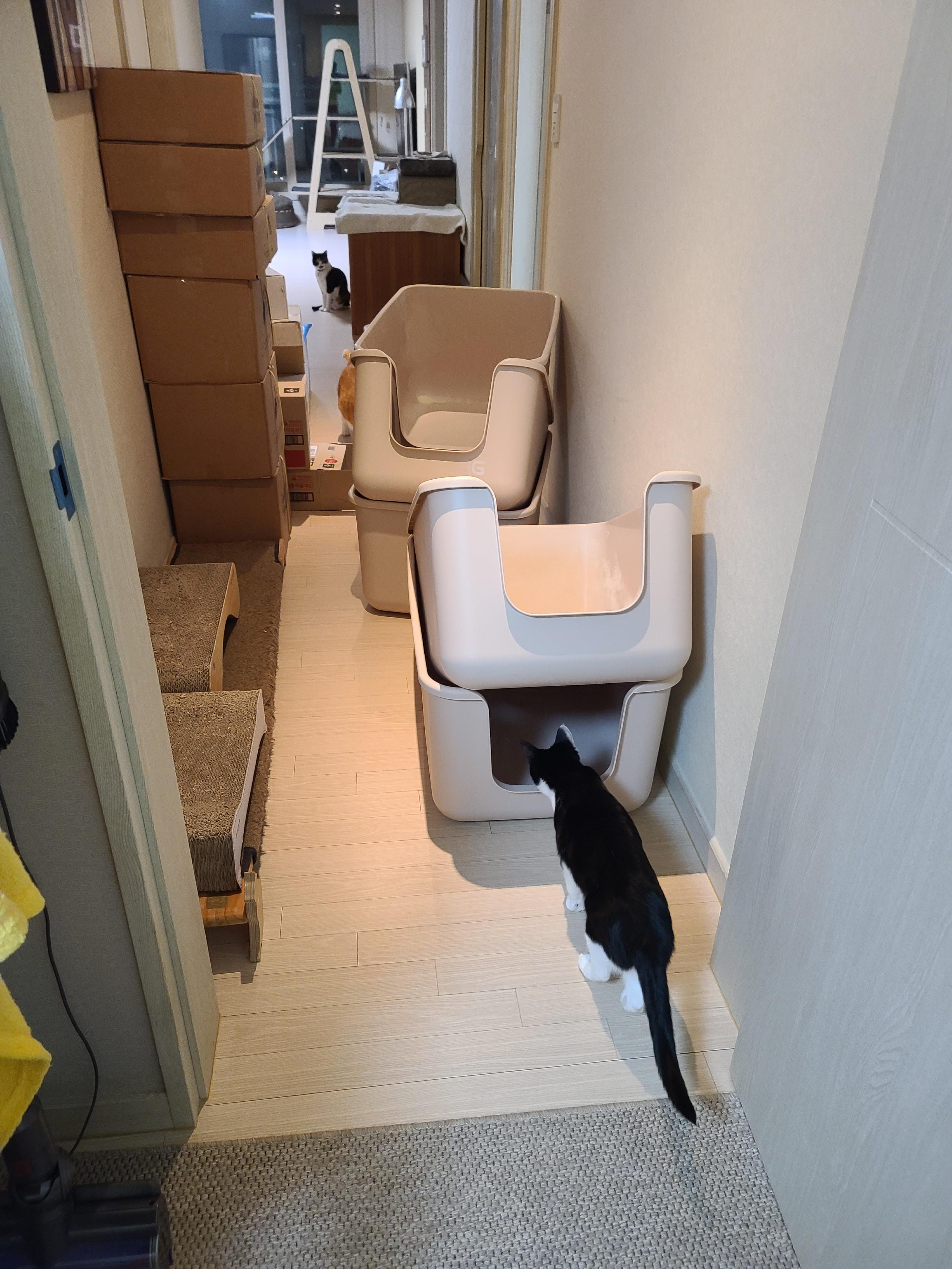 고양이 화장실 모래 전체갈이. 