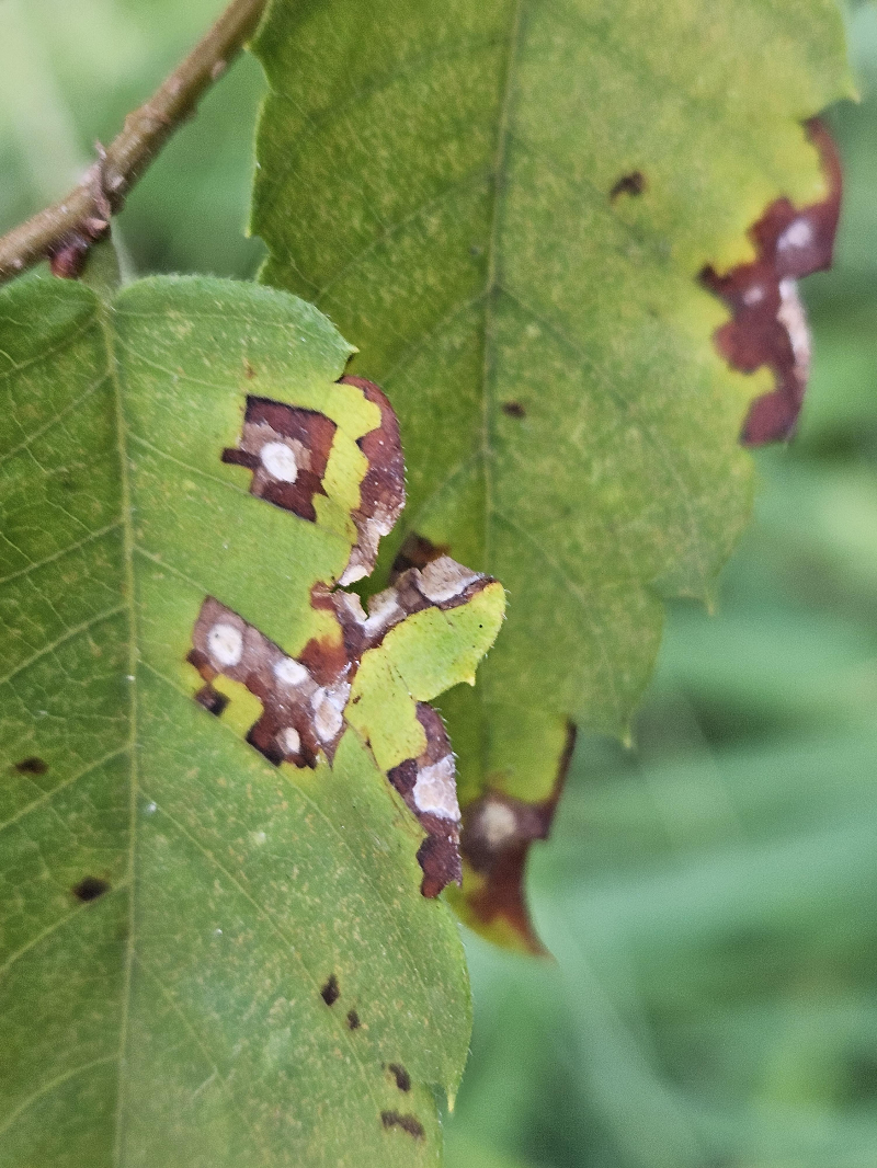 느티나무 흰별무늬병1