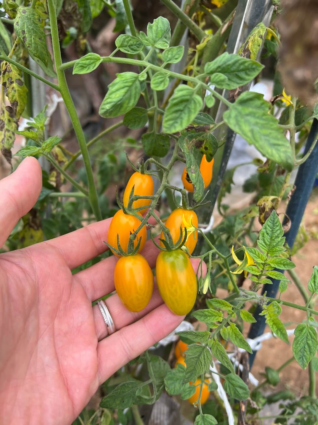 가을 오이