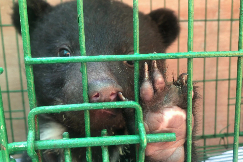 철장 안 어린 사육곰의 발톱이 빠져있다