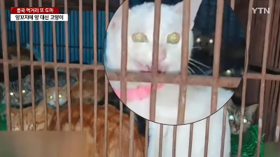 양꼬치에 양 대신 고양이 고기 뉴스 기사 이미지