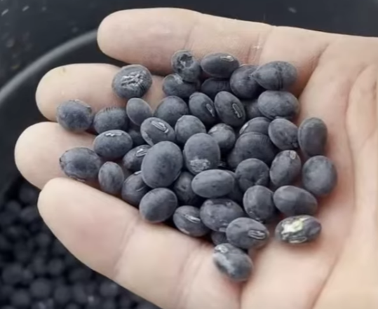 검정콩 파종시기와 거름 주는 방법 꿀팁 1