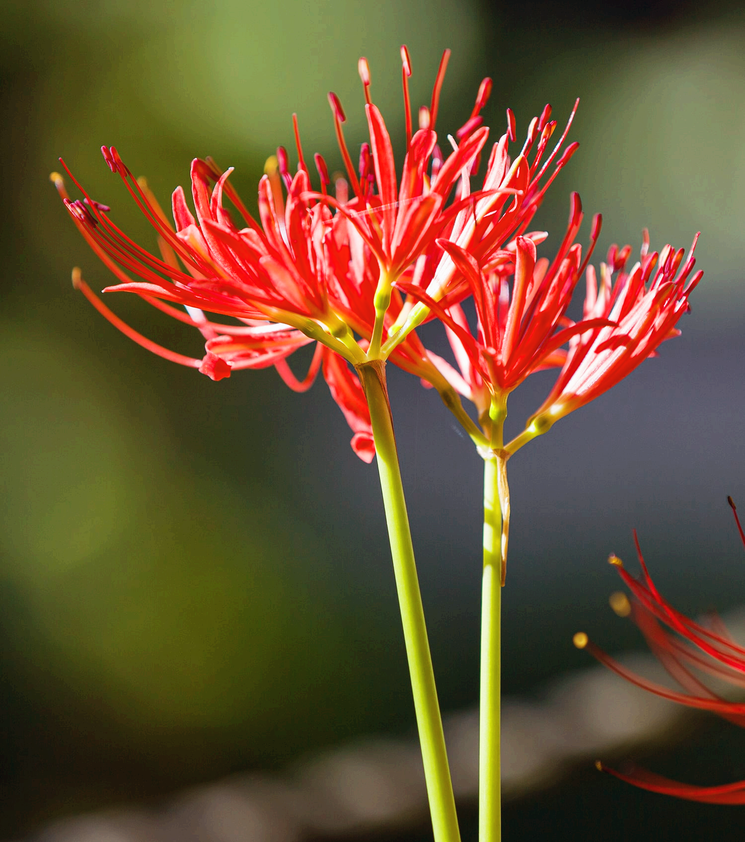 분당 중앙공원 꽃무릇17