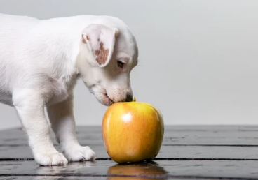 사과와 강아지 사진/출처:어도비스톡