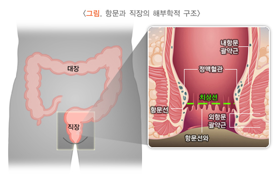 항문 괄약근