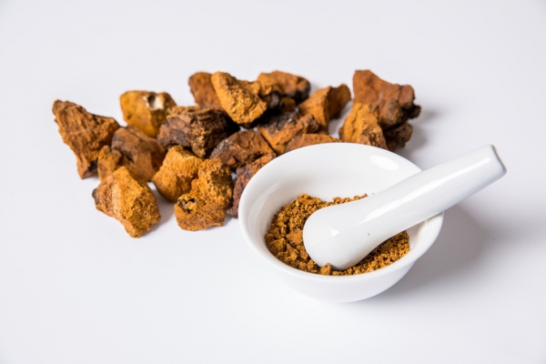 차가버섯 효능 및 부작용