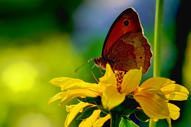 까이유 영한대본 전체 파일로 영어 학습과 자녀 교육에 활용하는 법_9