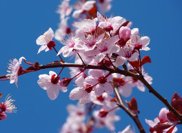 벚꽃놀이명소경기도벚꽃수도권벚꽃