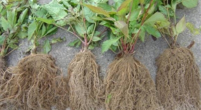 눈개승마 이미지