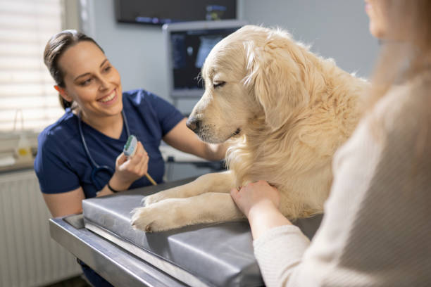 노령견 필수 건강검진 체크리스트, 꼭 챙겨야 할 항목
