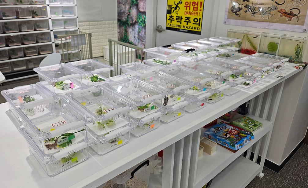 게코 도마뱀 베이비 사진