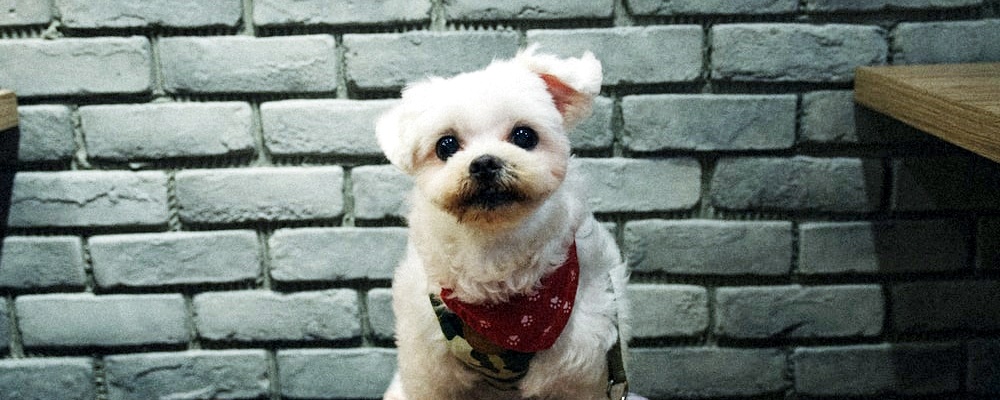 새끼 강아지 키우는법 4 이미지