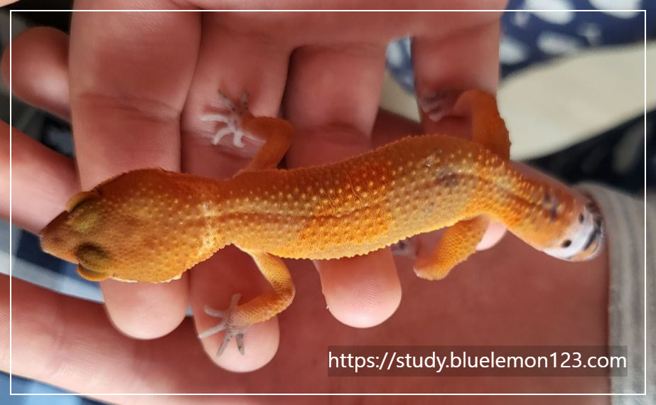 레오파드 게코 암컷과 수컷 구별법