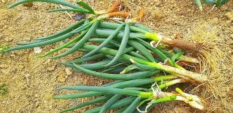 텃밭 대파 키우는 방법 파종 시기_19