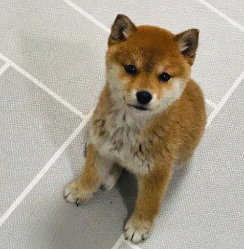 시바견