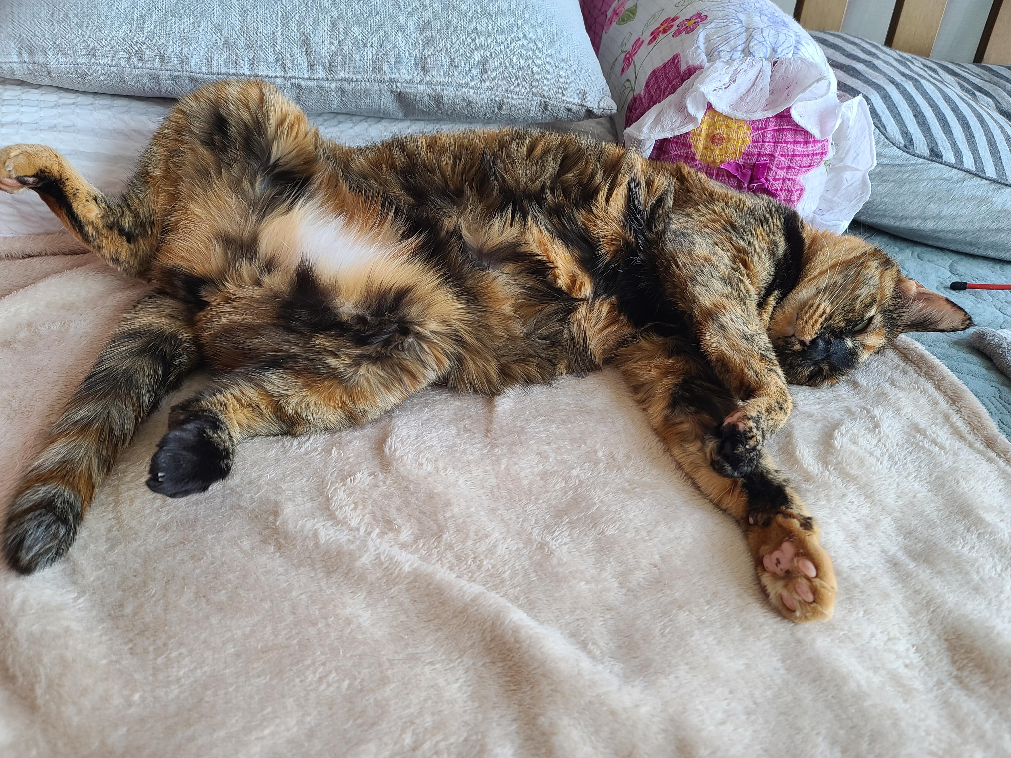 드러눕길 좋아하는 우리 사랑이. 고양이발라당발라당.