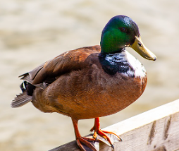 레임덕 뜻과 유래&amp;#44; 예시 총정리