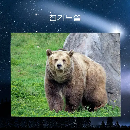 곰이 나오는 꿈 해몽