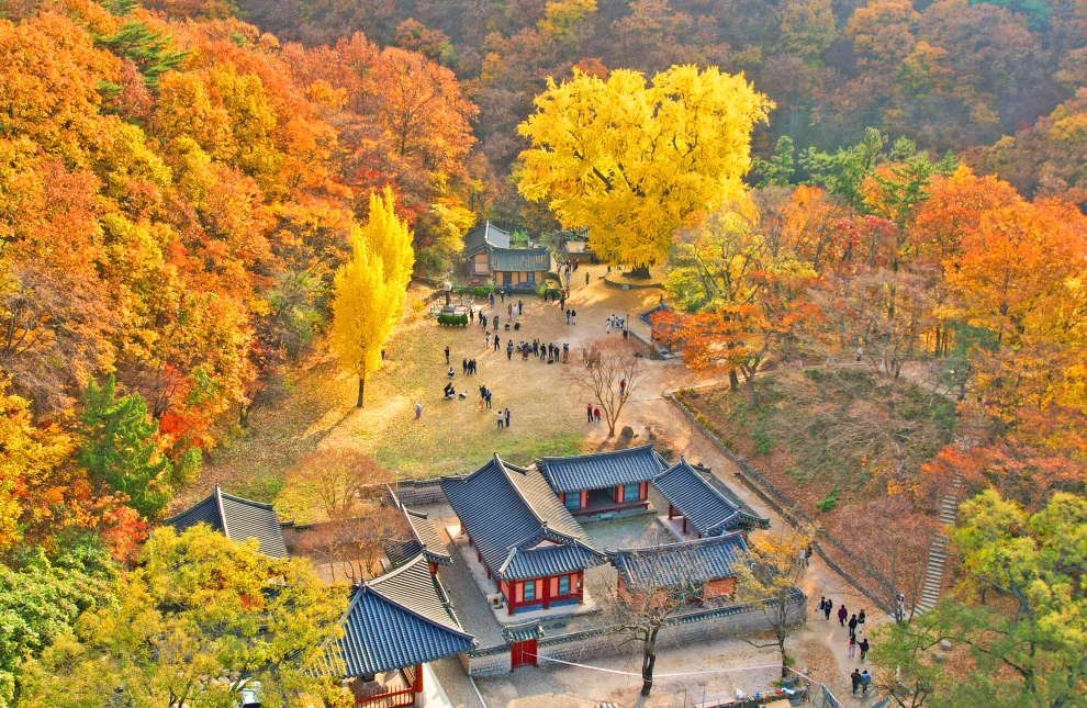 운곡서원 은행나무