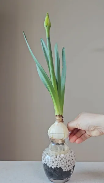 쪽마늘 재배 파종 깊이 흑비닐 피복 월동 준비_7