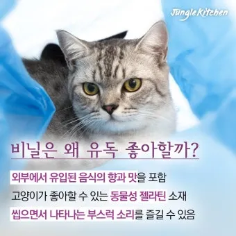 "고양이