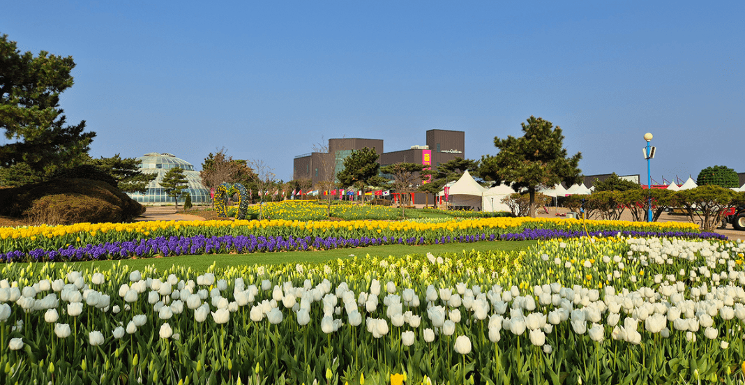 2024 태안 튤립축제