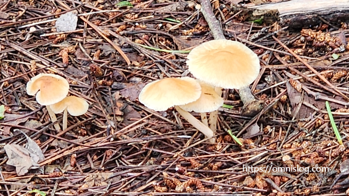 버섯 6
