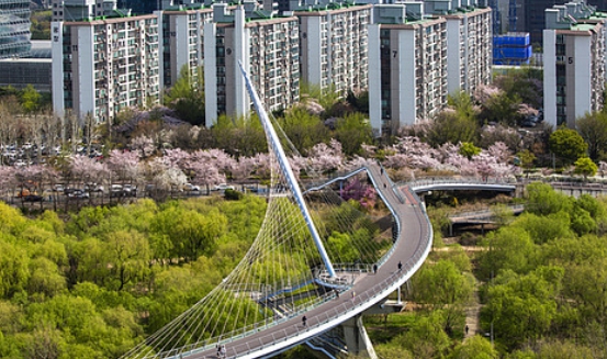 여의도 벚꽃축제 일정