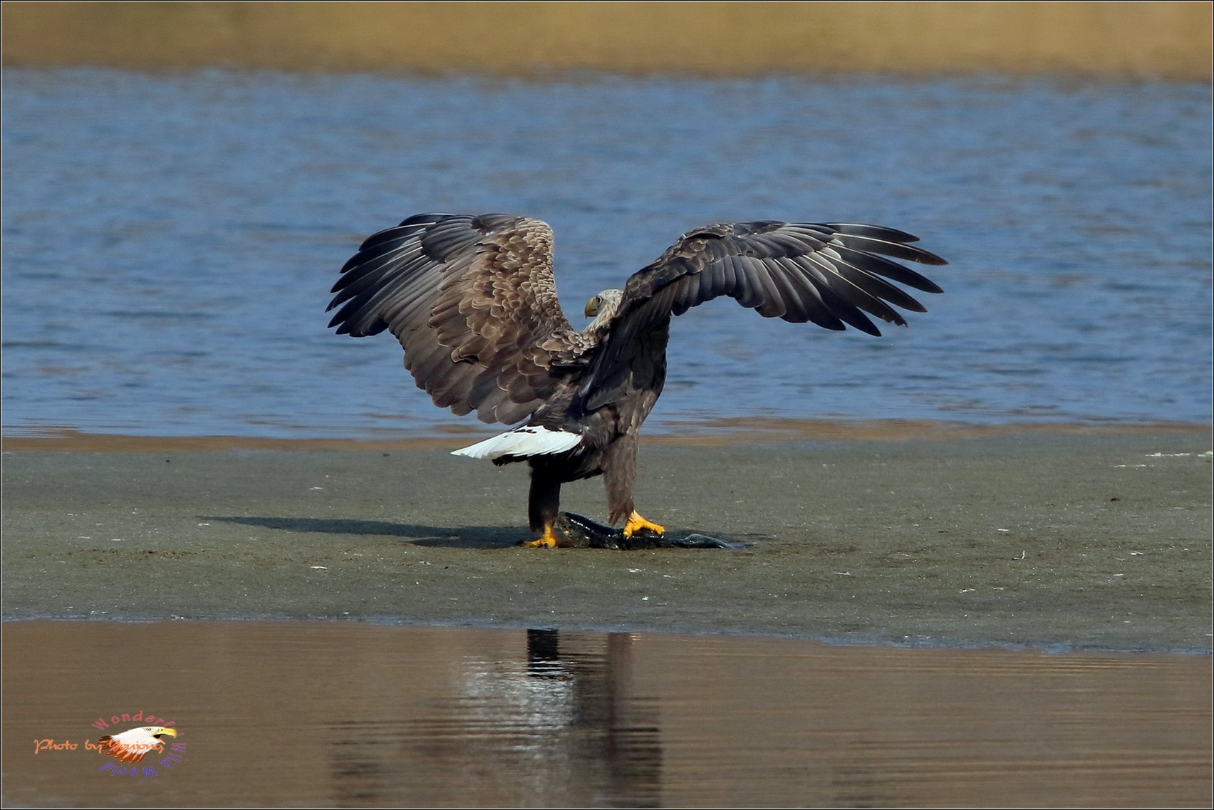 흰꼬리수리&amp;#44; 한반도의 대형 맹금류가 사라지고 있다｜멸종위기 야생동물 1급