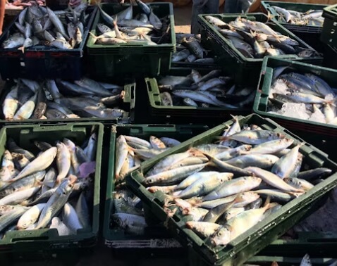 대한민국-수산대전-수산시장-생선-사진