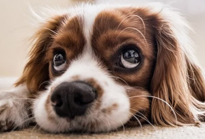  위쪽을 바라보고있는 강아지 사진