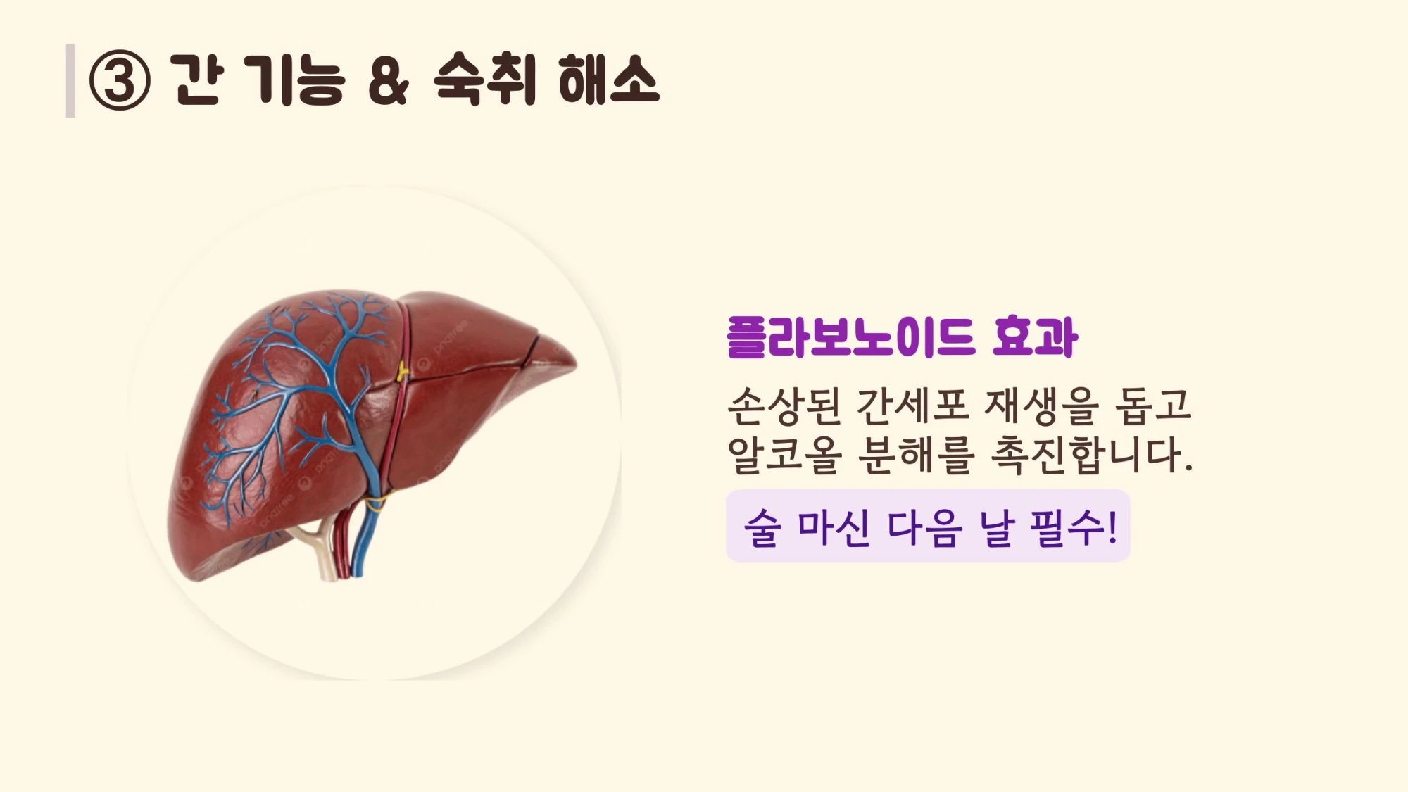 사람의 간 모형 이미지와 간세포 재생 및 알코올 분해를 돕는 플라보노이드 성분의 효과 설명