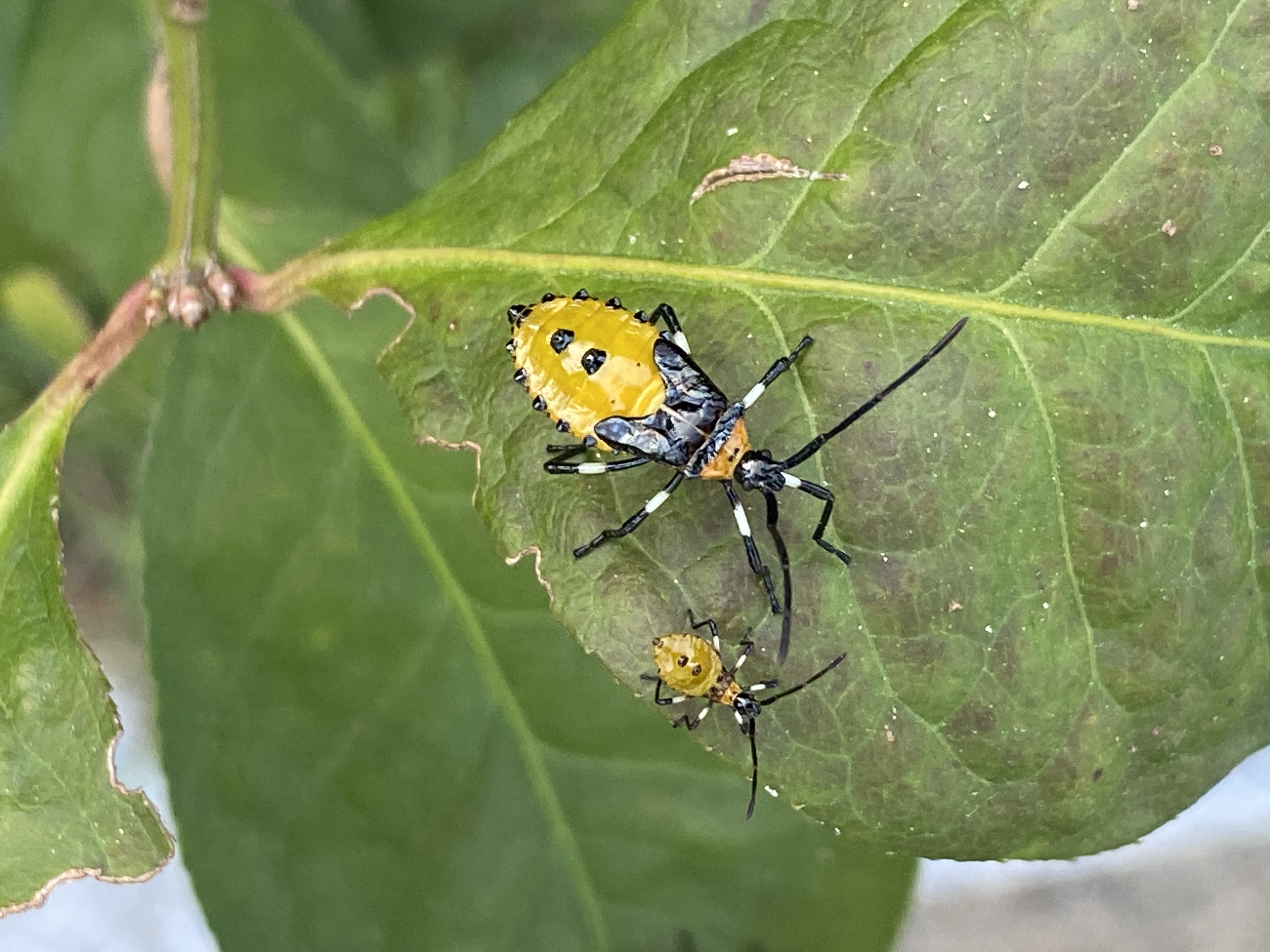 노랑배허리노린재 약충