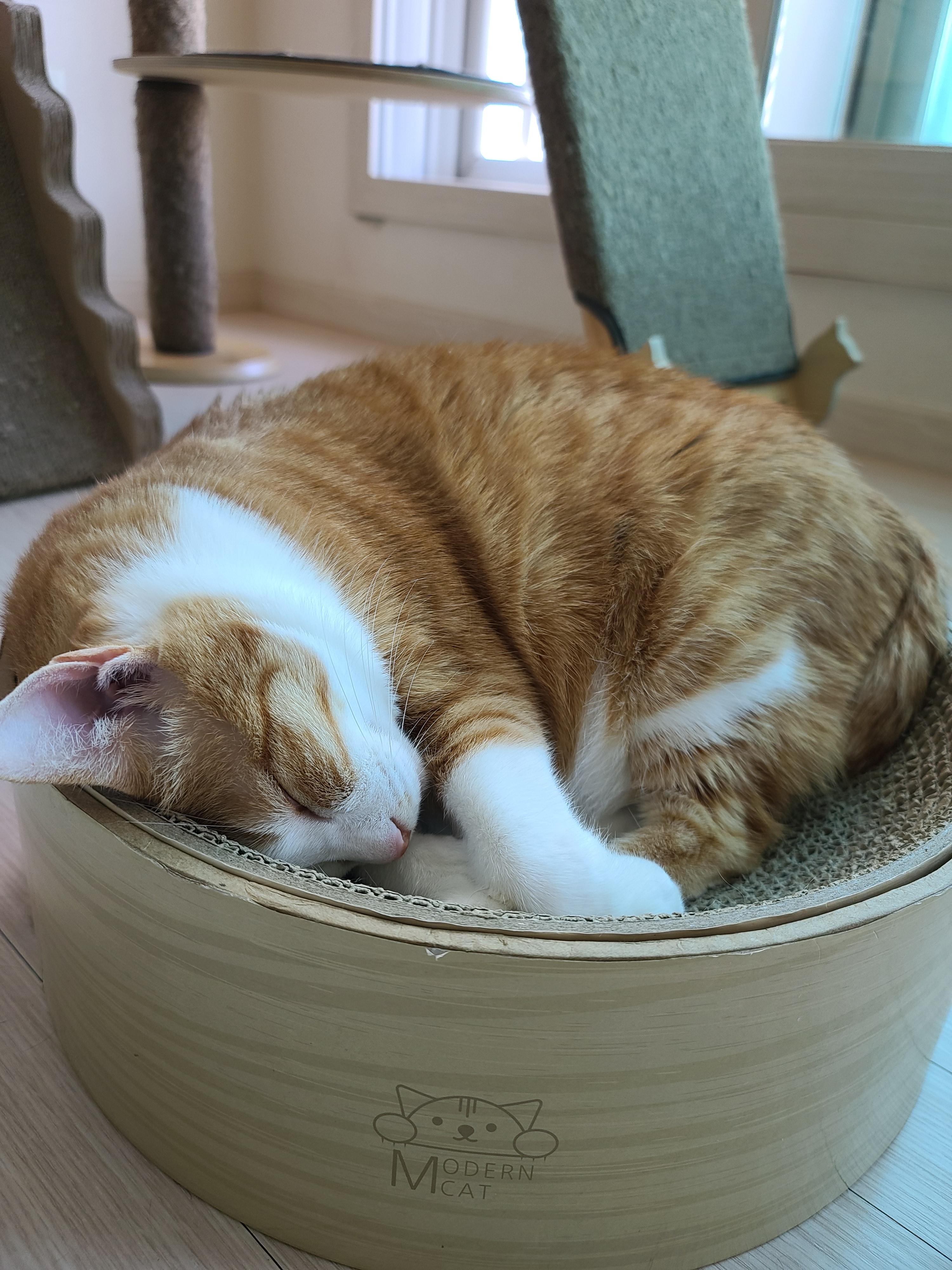 너무 귀여운 치즈냥이 호야. 심약하신 분들 주의! 너무 귀여워 심장에 무리를 줄수 있음.